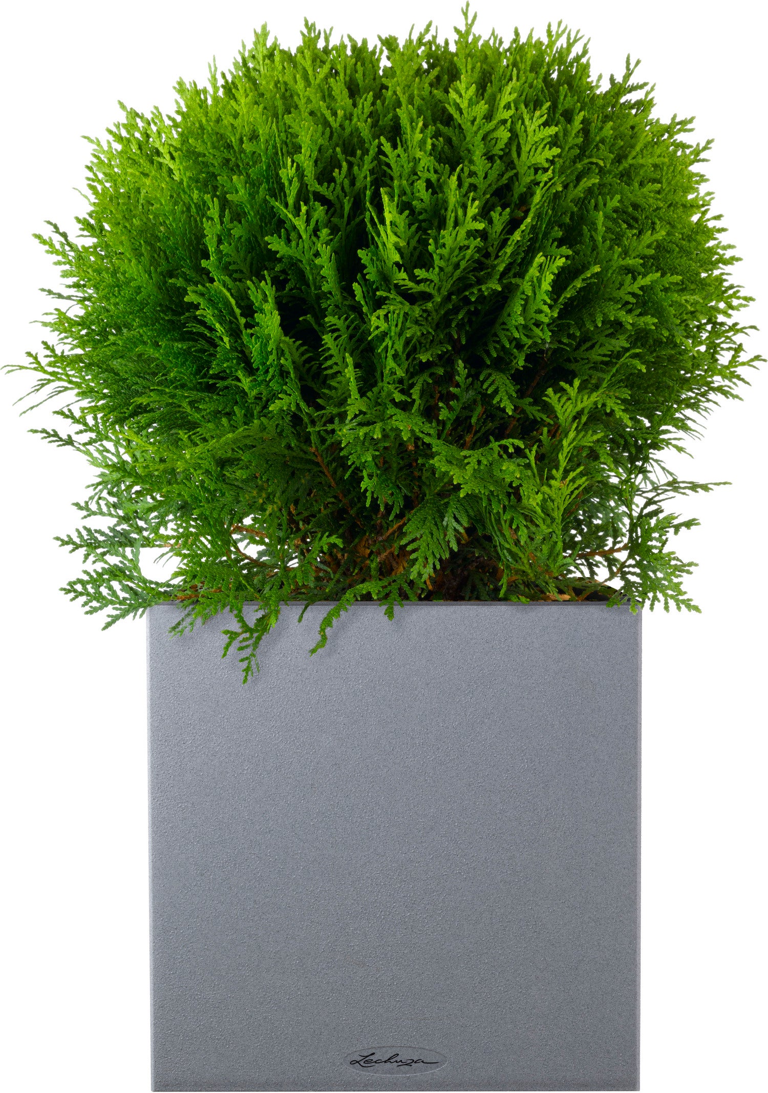 Levensboom (Thuja occidentalis 'Danica') D 23 H 30 cm
