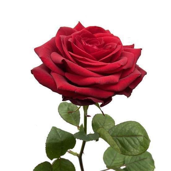 Rose Red Naomi rouge H.70cm, à la pièce