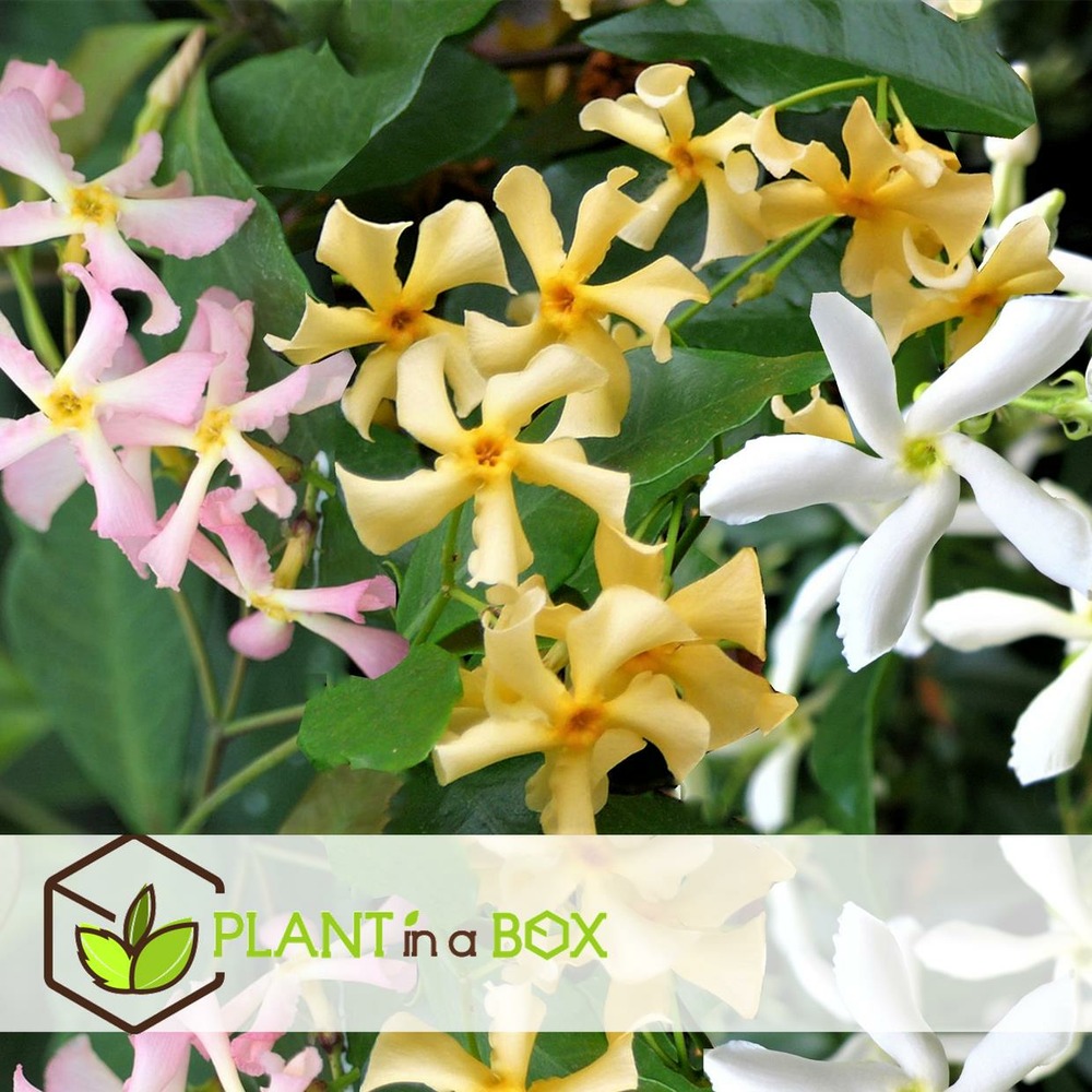 Trachelospernum jasminoides - mélange de 6 - jardin - pot 9cm - hauteur 25-40cm
