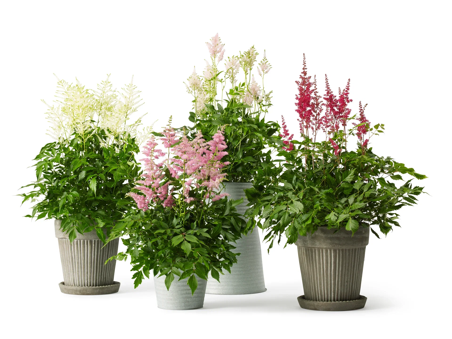 Astilbe White 17cm Arendspir hvit Ø17 cm