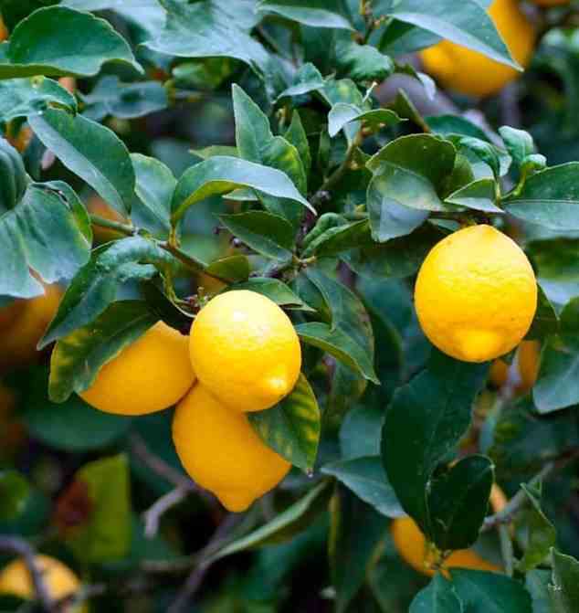 Citrus limon (citronnier) blanc - taille pot de 65l - 125/150cm - 20/25 peri