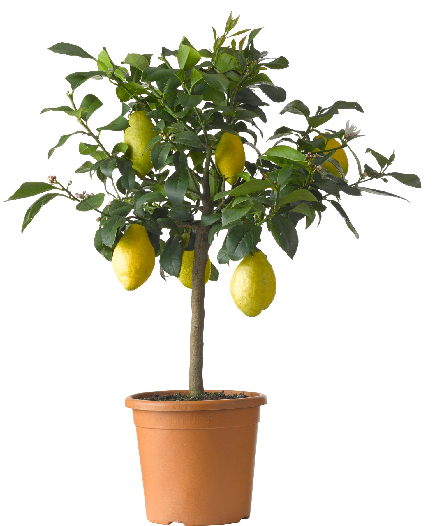Citroenboom (Citrus 'Lemon') D 26 H 130 cm