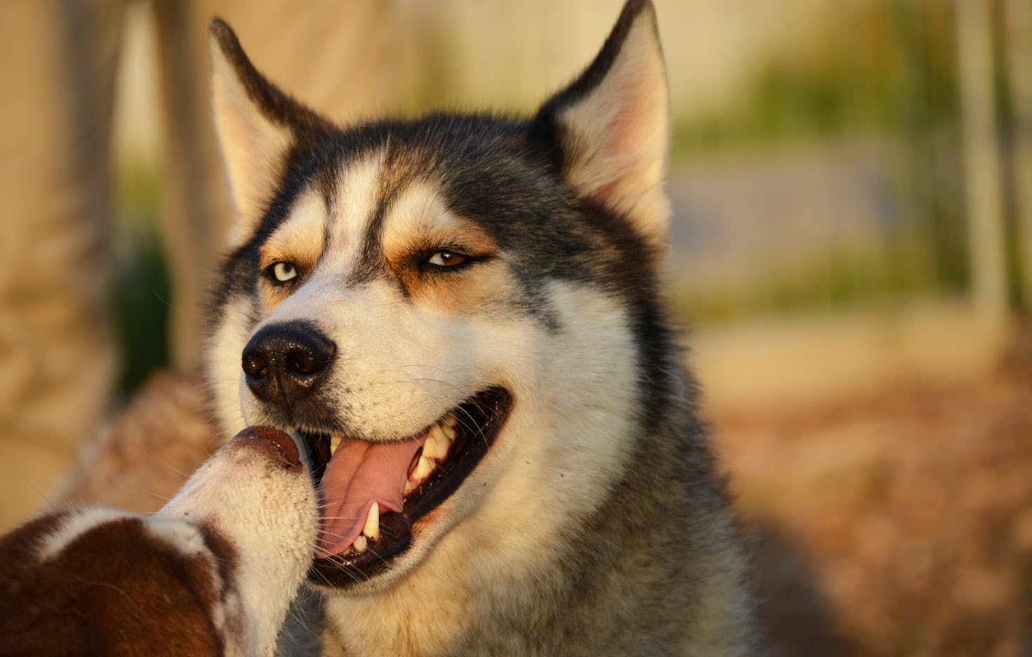 Husky Wanderung Wiedergeltingen