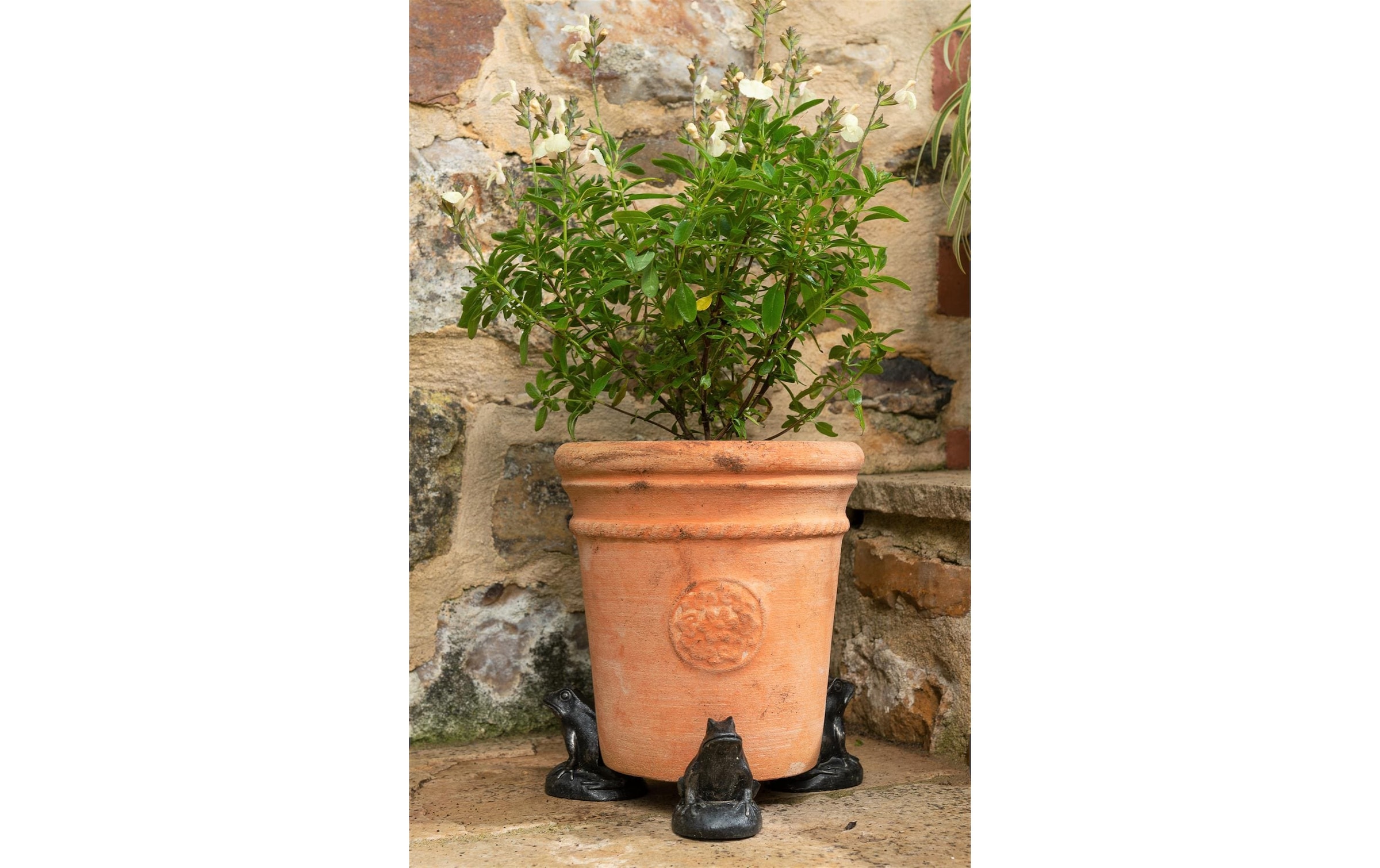 Blumenständer »Potty Feet Frosch«