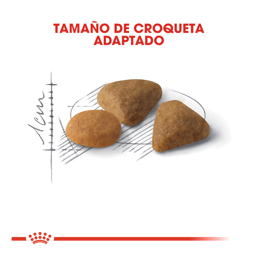 Ração Royal Canin Adult Exigent Savour para gatos