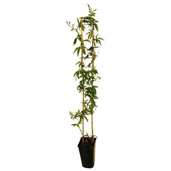 Passiflora caerulea : ctr de 3 litres