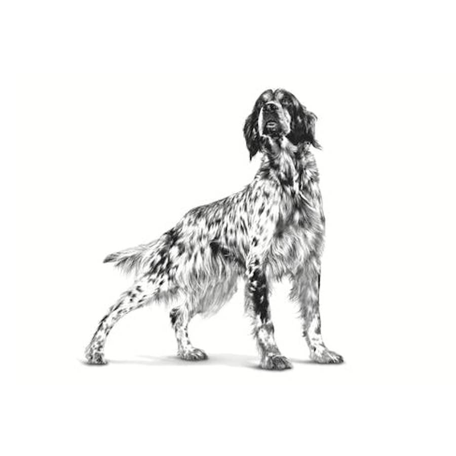 Royal Canin Veterinary Cardiac Can para Cães
