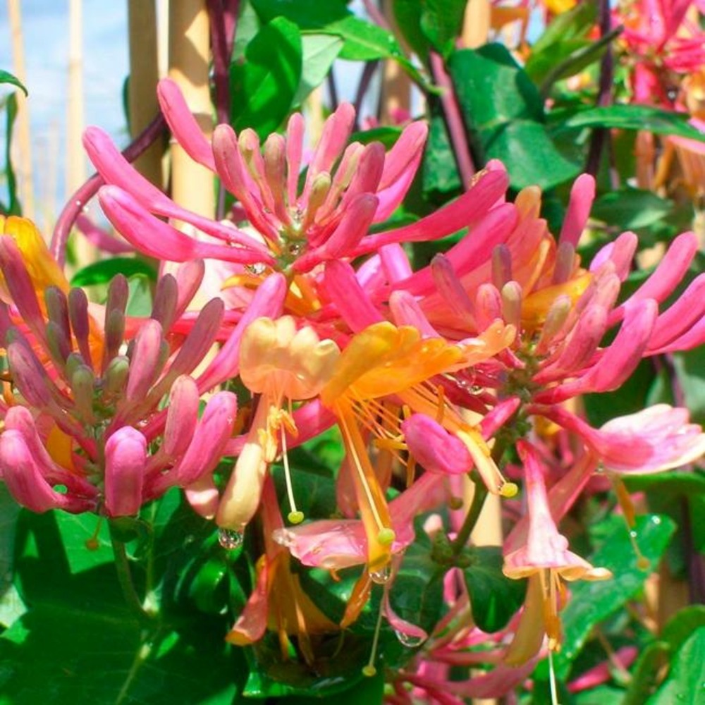 Chèvrefeuille 'american beauty' - lonicera heckrottii 3l