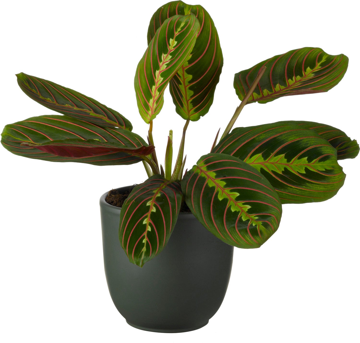Tiengebodenplant (Maranta leuconeura 'Erythroneura') D 12 H 25 cm