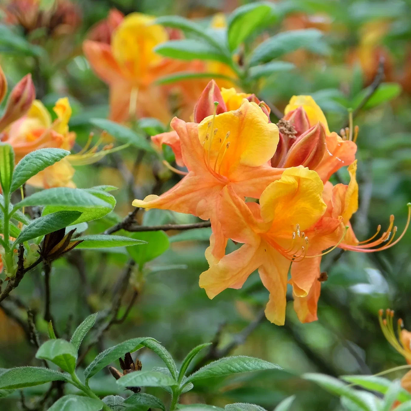 Rhododendron (Knap Hill-Group) 'Klondyke' Asalea 'Klondyke' Ø23 cm