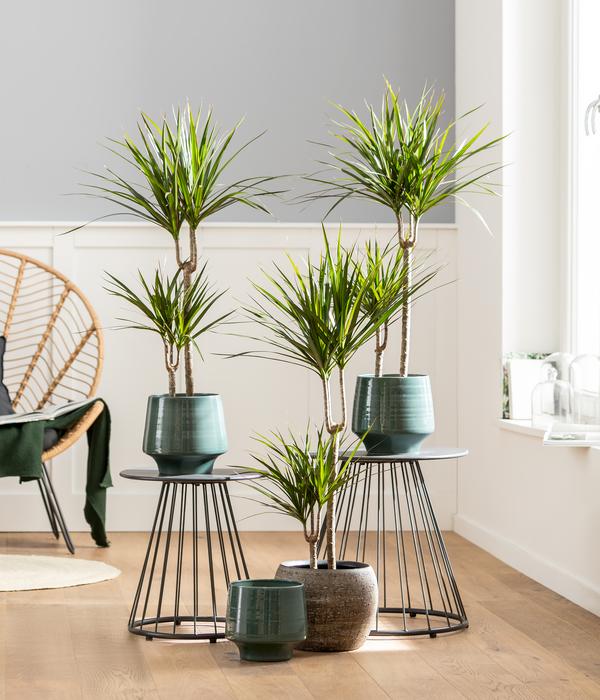 Drachenbaum - Dracaena marginata