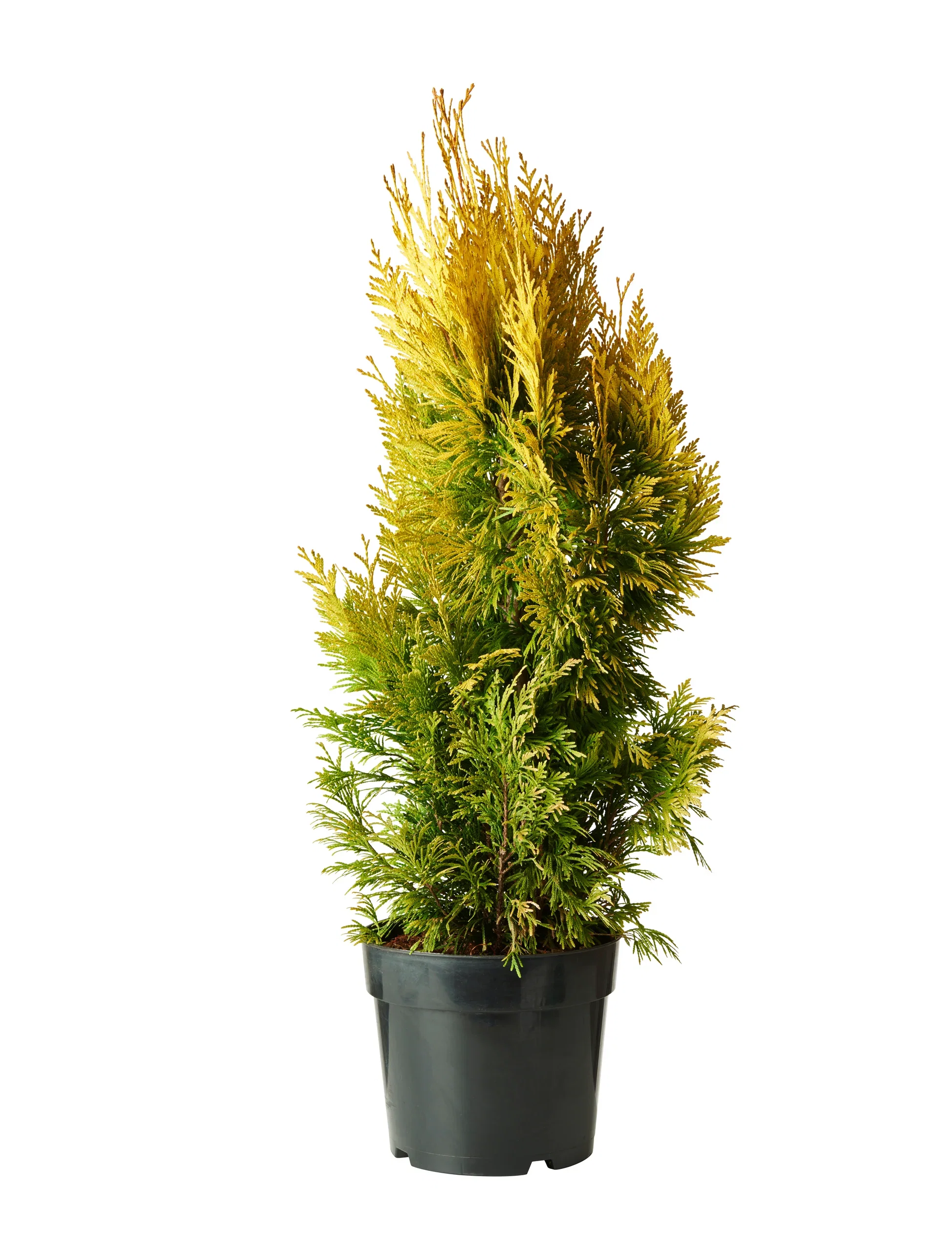 Thuja plicata GOLDY ('4ever') Kjempetuja GOLDY ('4ever') Høyde 40-60 cm