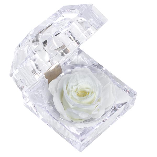 Dehner Longlife-Rose in Juwelenbox, ca. Ø3,5