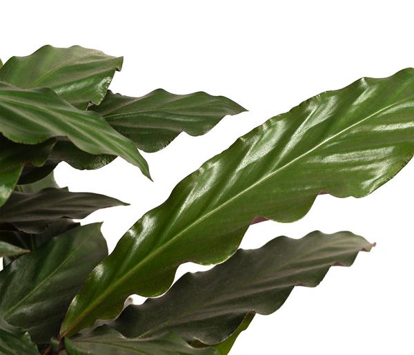Korbmarante - Calathea rufibarba