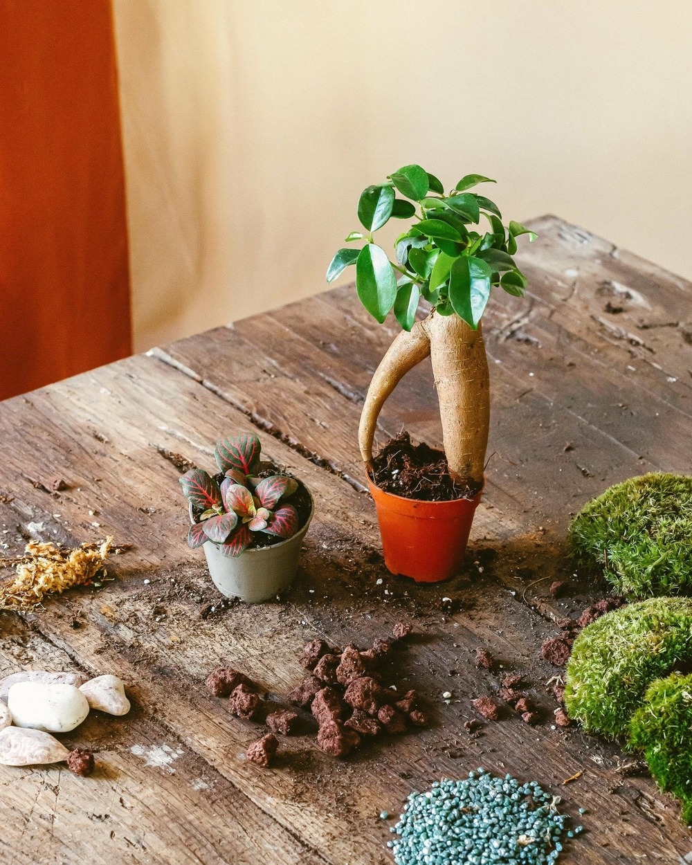Kit terrarium diy 2 plantes - fittonia