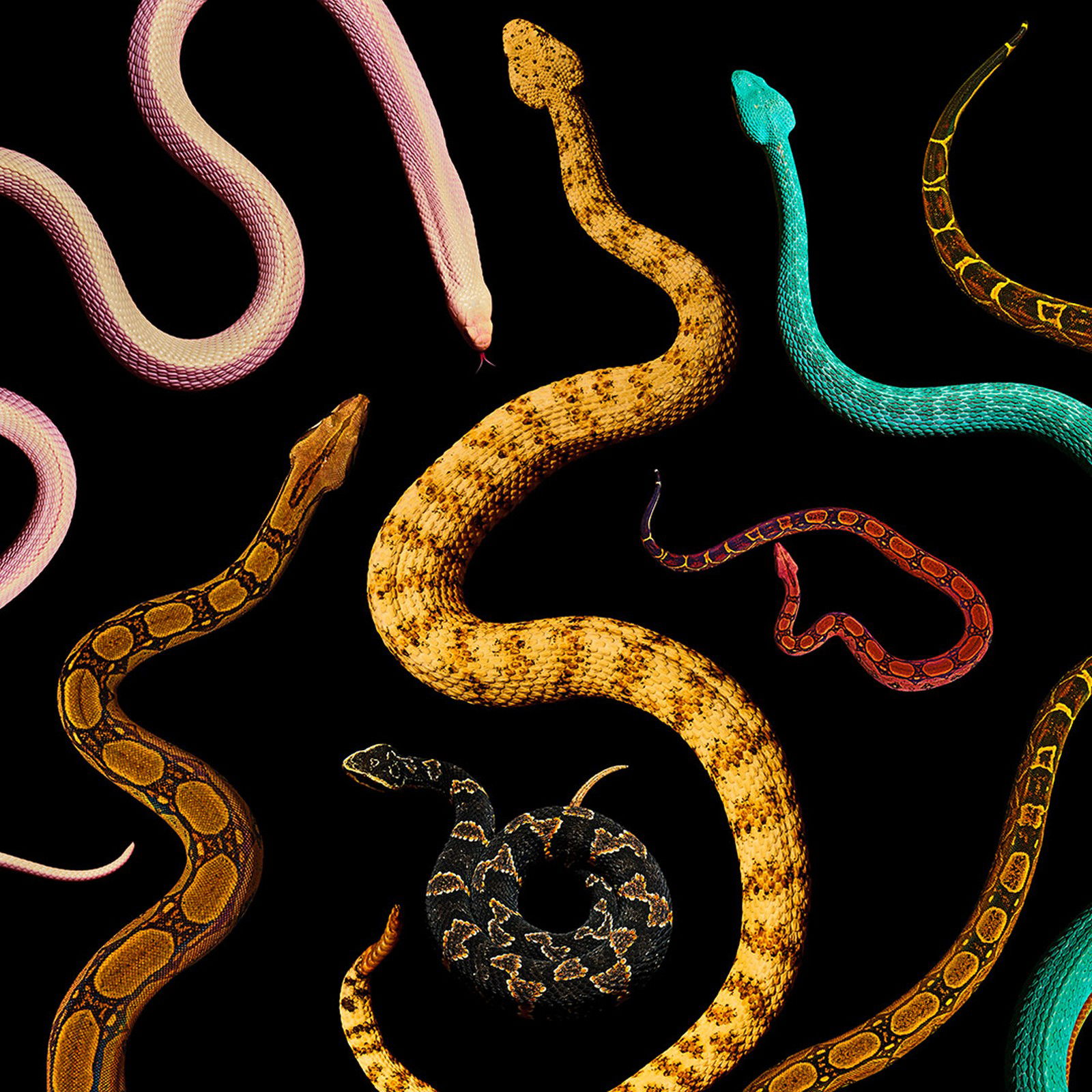The Serpent XIV by Heiko Hellwig - Limited Edition. Edition of: 150. Signed.
