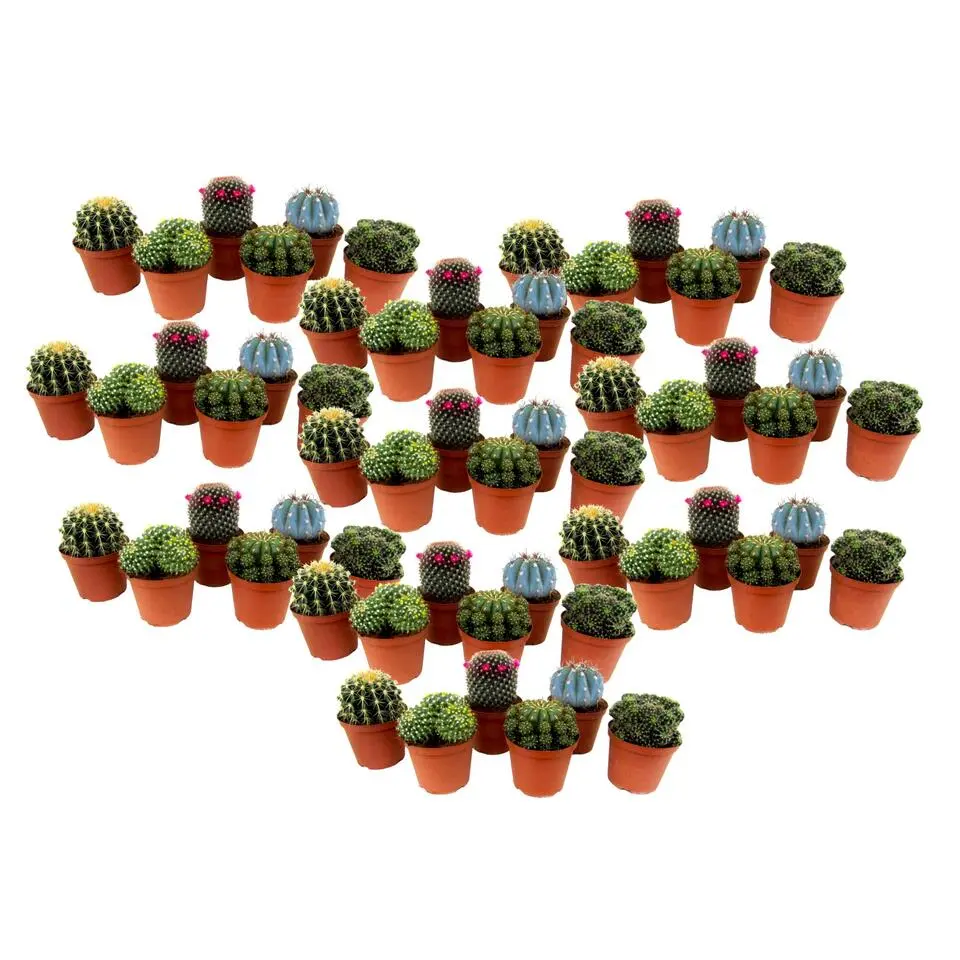 Mix cactus - Set van 60 - Cactus - Hoogte 5-10cm - ⌀5,5cm