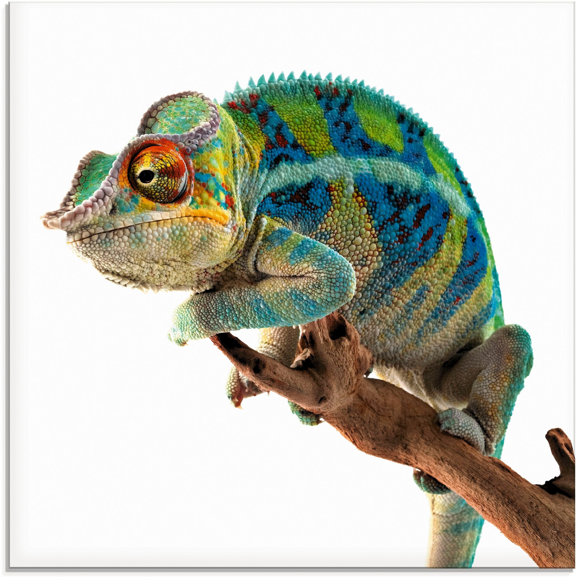 Artland Glasbild »Ambanja Panther Chamäleon« Reptilien 1 Stk. tlg. in verschiedenen Grössen