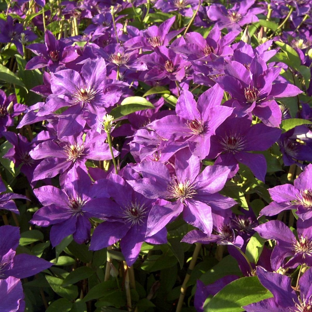 Clématite the president/clematis the president[-]godet