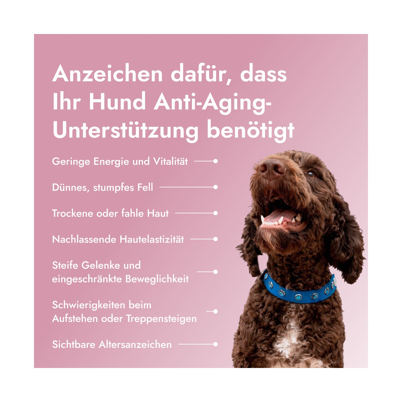 Petsy Labs Petstile Pawse Aging Collagen 90x40 g