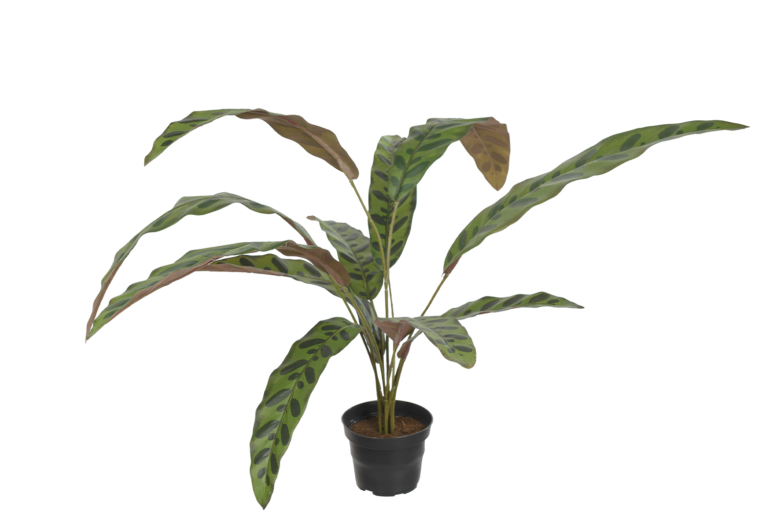 Calathea potteplante Grønn H:45 cm