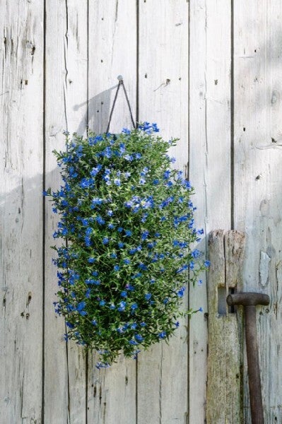 Wandhanger met Steenzaad (Lithodora) H 50 cm
