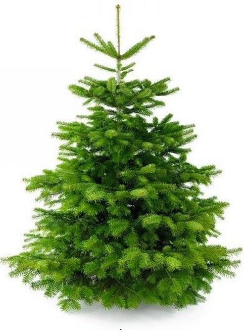 Plant&More - Nordmann Kerstboom - 210-240 cm - Zonder Kluit - Inclusief Garantie en Voeding