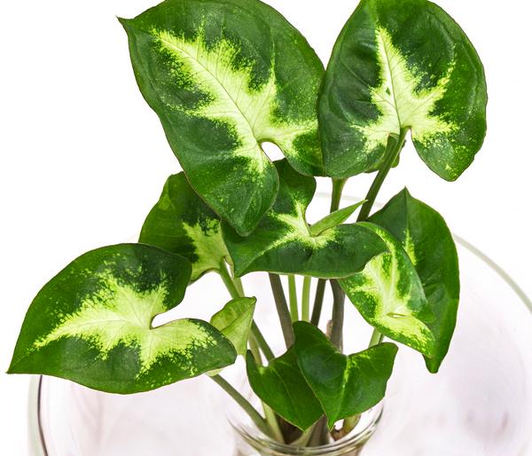 Waterplant Purpurtute im Glas - Syngonium