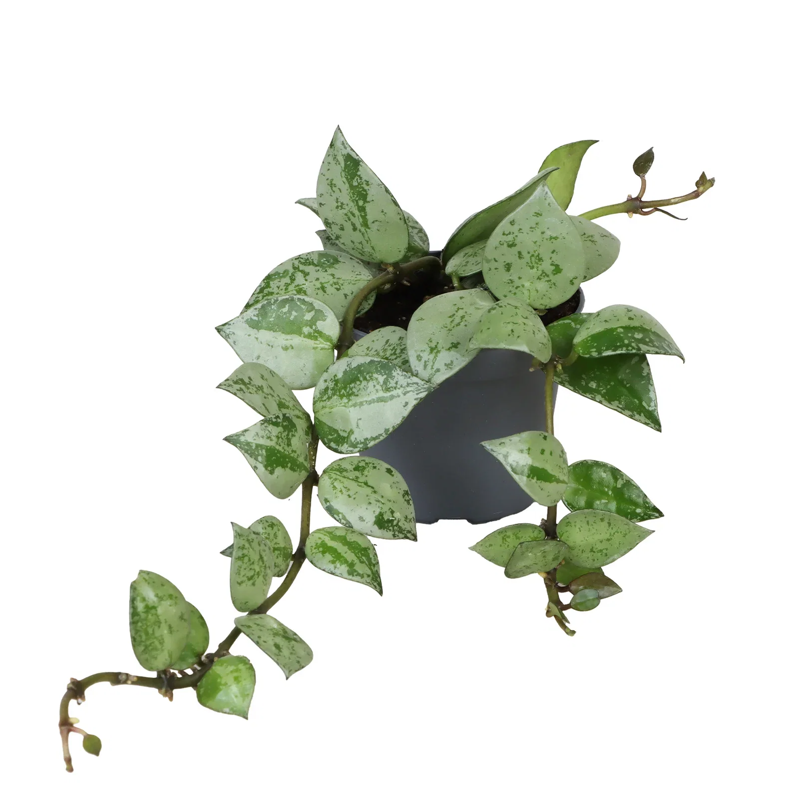 Hoya Hoya mini mix Høyde 10 cm