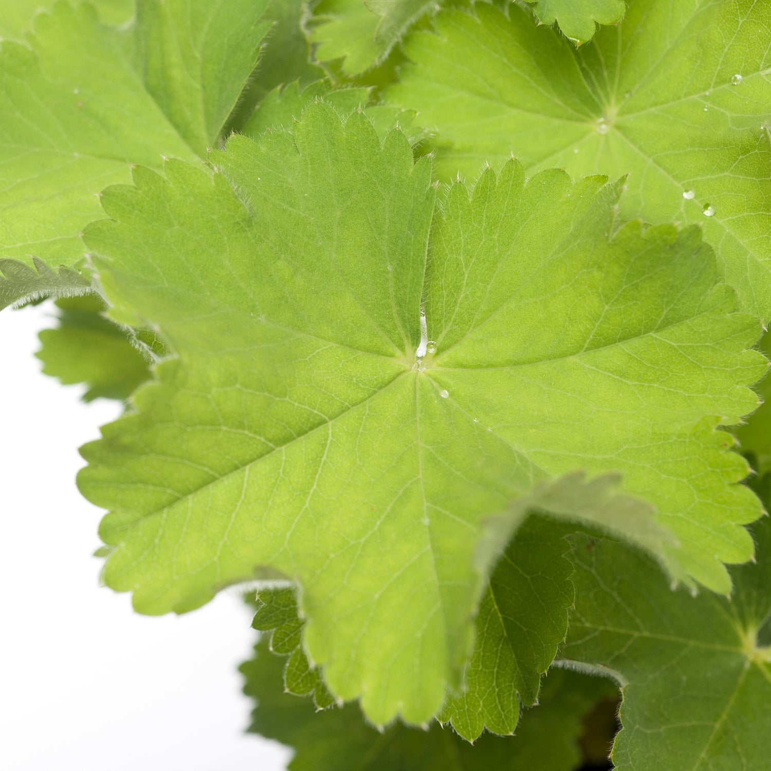 Vrouwenmantel (Alchemilla mollis) D 9 H 10 cm