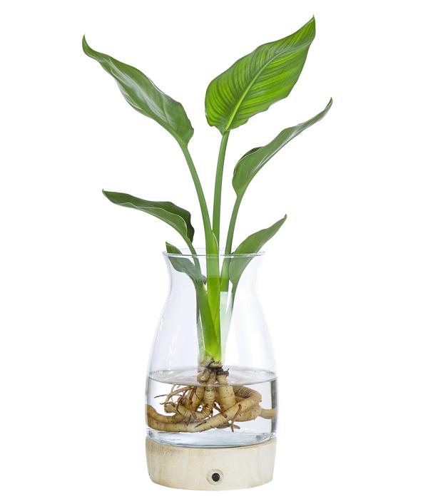 Waterplant Paradisvogelblume im Glas -