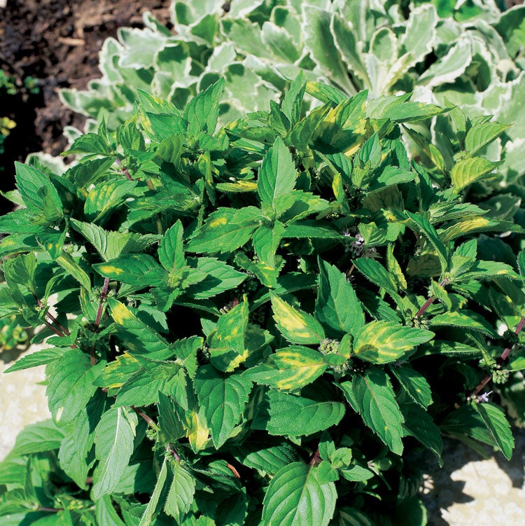 Biologische Gembermunt (Mentha Gracilis 'Ginger') D 13 H 20 cm