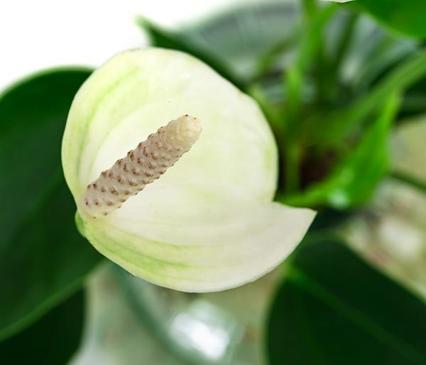 Waterplant Flamingoblume im grünen Glas -