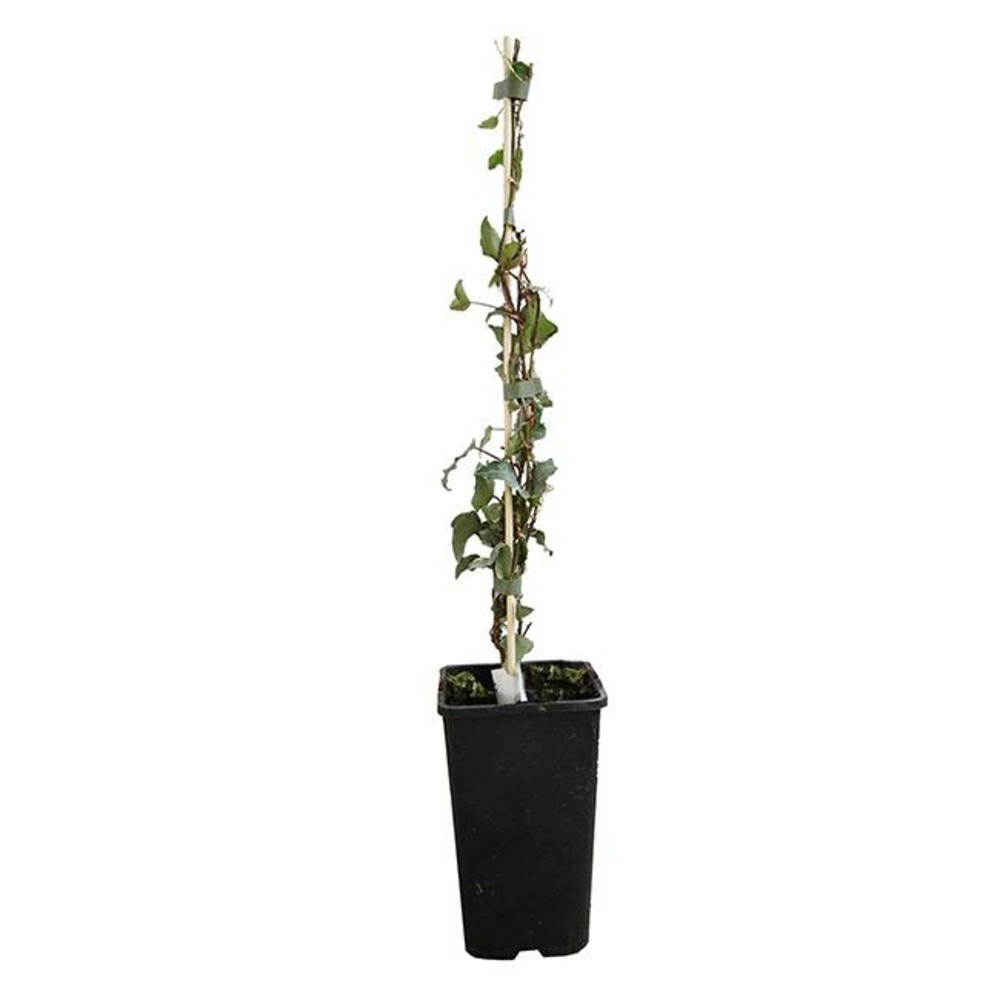Lierre 'glacier' - hedera helix 3l