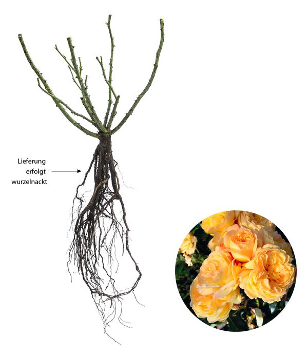 Beetrose 'Romantische Straße®'
