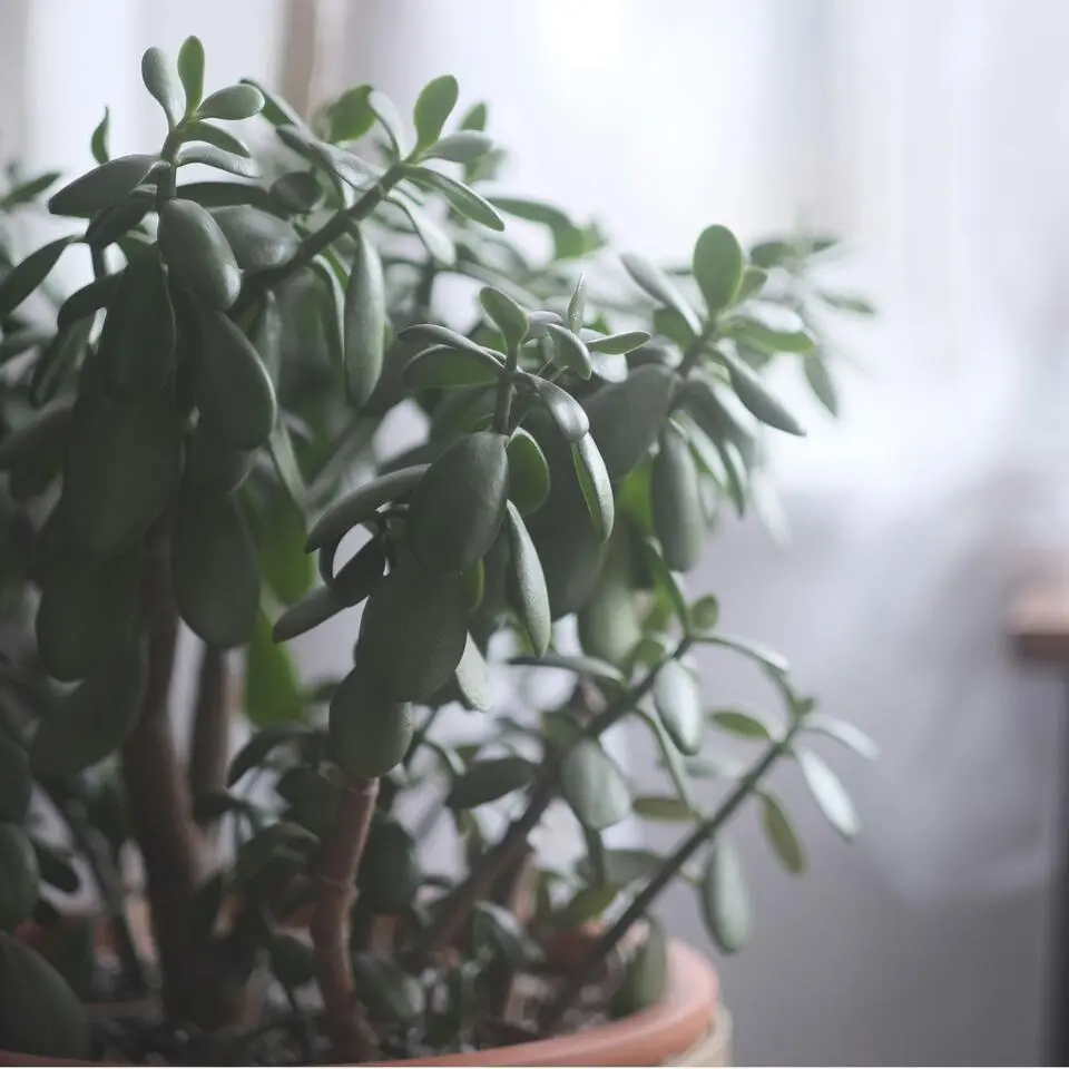 Jadeplant - Crassula ovata 'Minor' - Hoogte 30-35cm - ⌀17cm