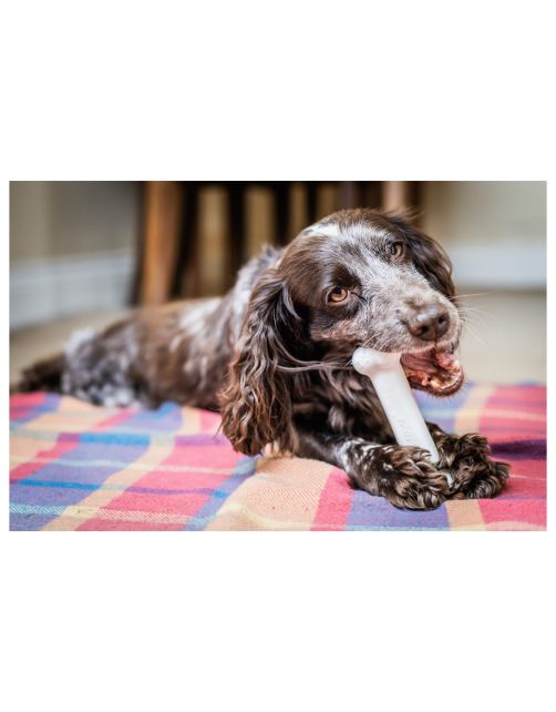 Nylabone Durachew Bone Wolf M - Hondenspeelgoed