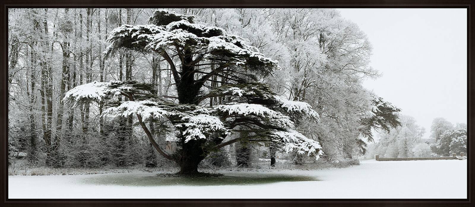 Snow Laden Tree in St Giles House Park by Justin Barton - Limited Edition. Edition of: 150. Signed.