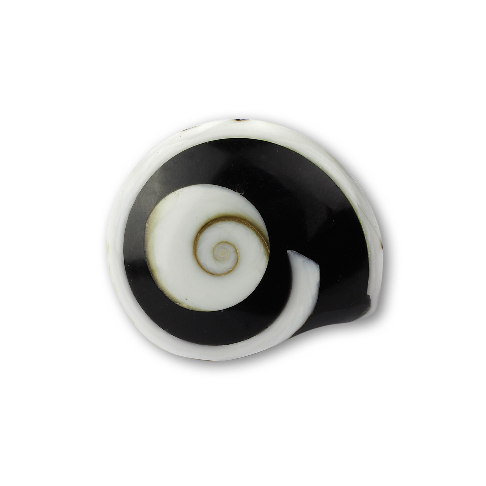 Ring aus Tigermuschel braun-weiß, T 3 cm, B 3 cm, H 4 cm günstig bestellen