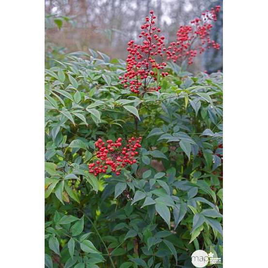 Nandina domestica : H 60/80 cm ctr 10 litres