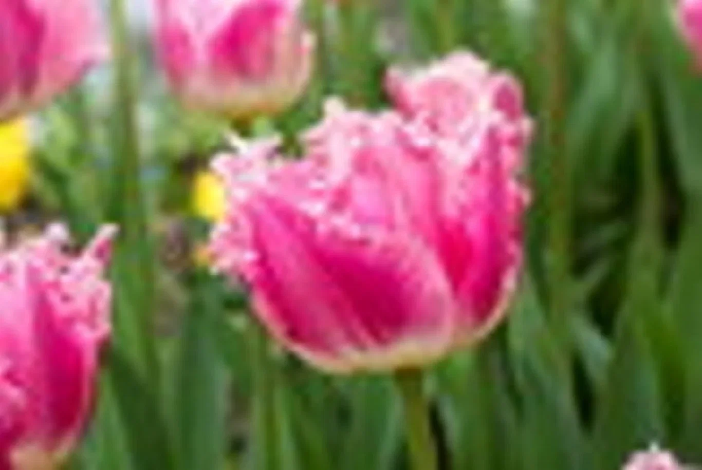 Tulipa gesneriana 'Dallas' Tulipan 'Dallas'