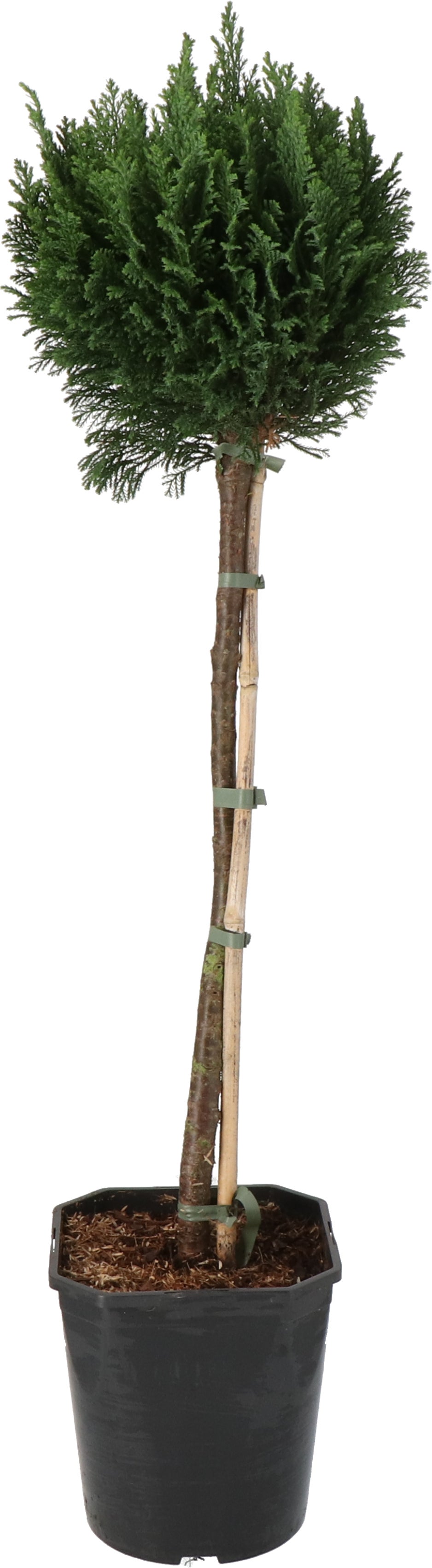 Dwergcypres op stam (Chamaecyparis lawsoniana 'Ellwoodii') D 21 H 70 cm