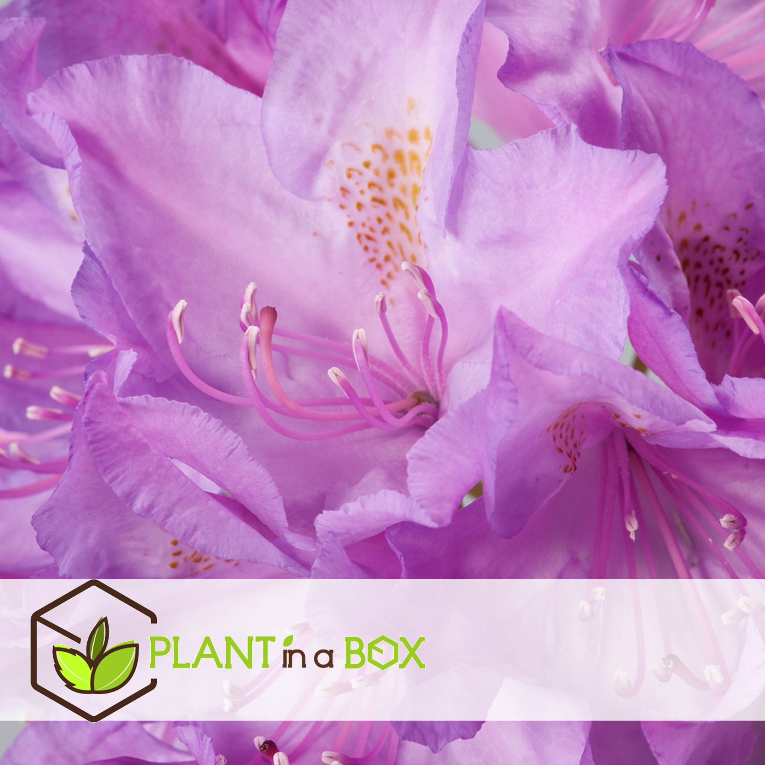 Rhododendron catawbiense purple- set de 3 - violet - pot 9cm - hauteur 25-40cm