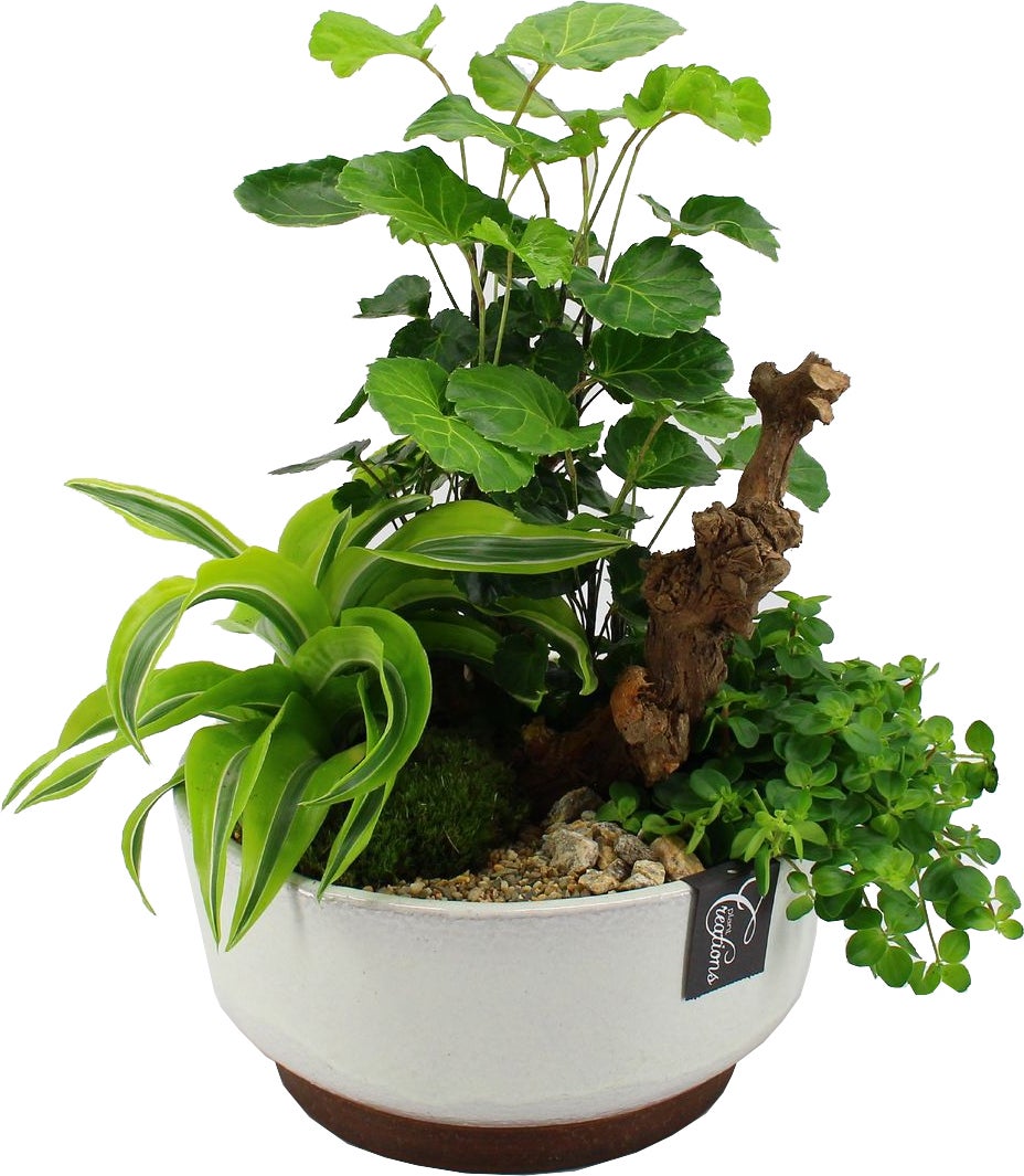 Intratuin Arrangement Rustiek Kamerplanten in schaal D 28 H 45 cm