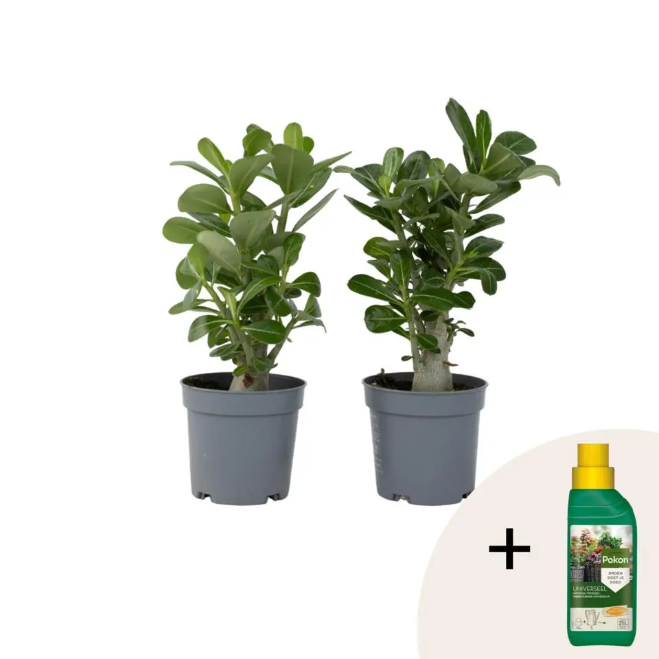 Woestijnroos - Set van 2 - Adenium obesum - Hoogte 25-40cm - ⌀10,5cm