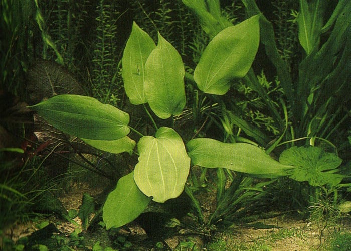 Echinodorus Impai - Extra Groot