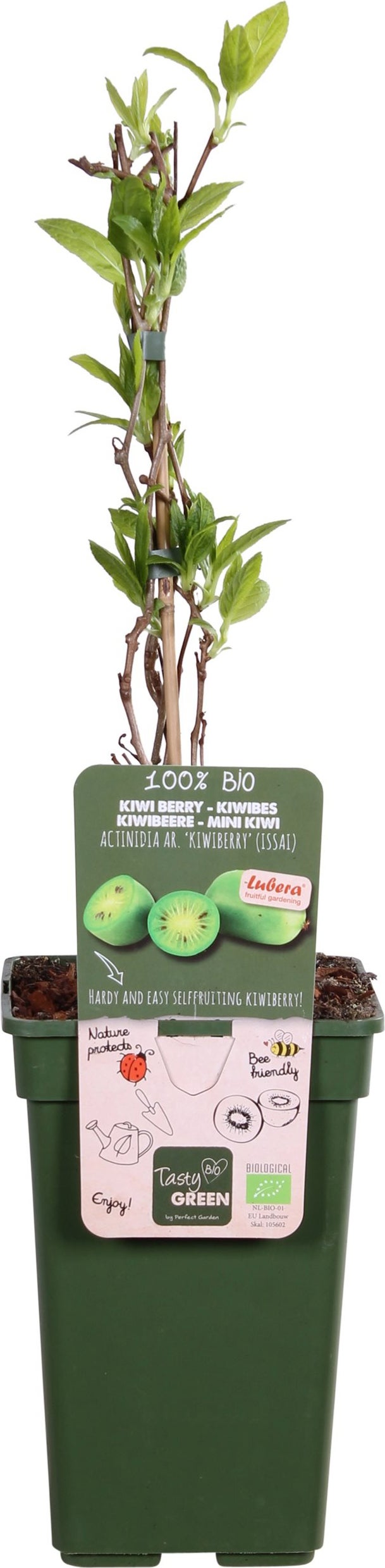Intratuin biologische Kiwibes (Actinidia arguta 'Issai') D 23 H 100 cm