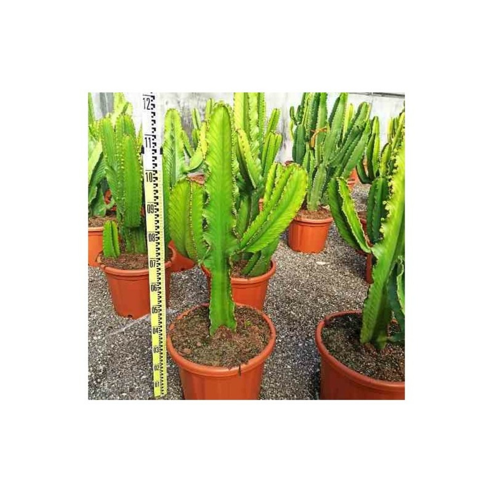 Euphorbia candelabrum taille pot de 25l - 80/100cm