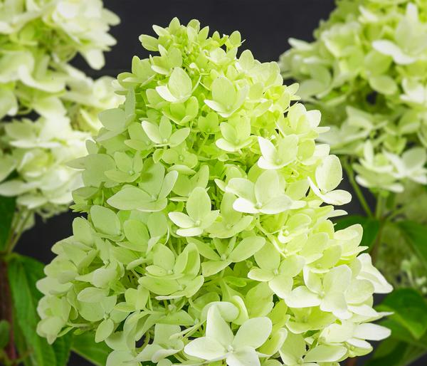 Rispen-Hortensie 'Limelight®'
