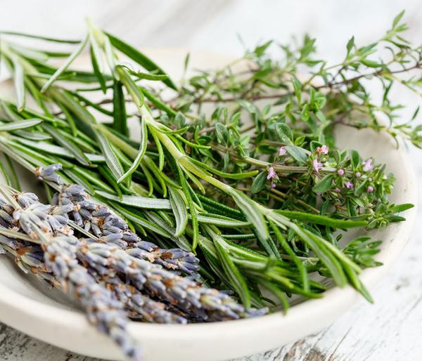 Dehner Gourmet Garten Hänge-Rosmarin